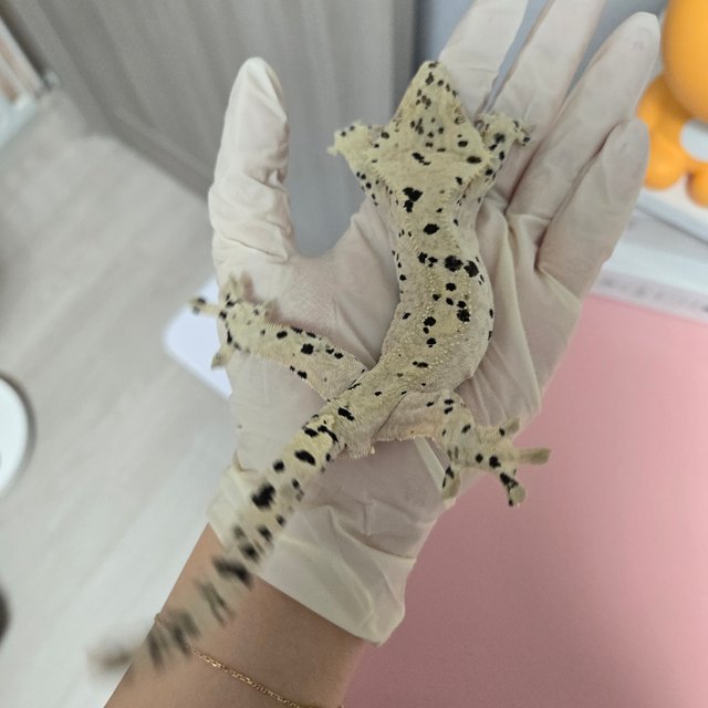 슈퍼달마시안 달마시안