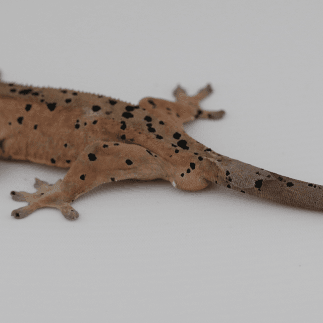 슈퍼달마시안 달마시안