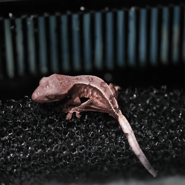 초초 쿼드 핀스트라이프