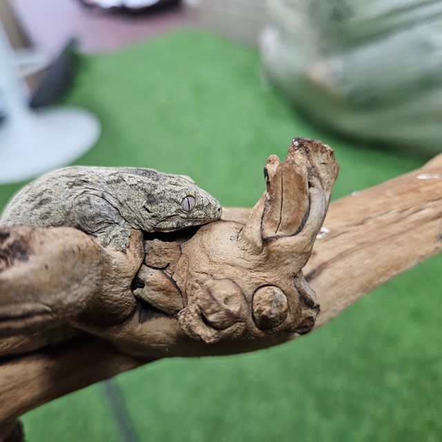 누아미 누아나