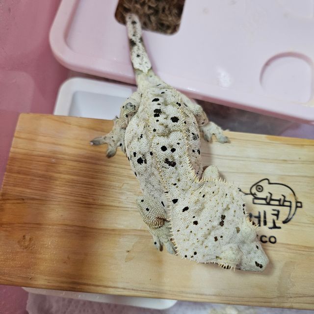 슈퍼달마시안
