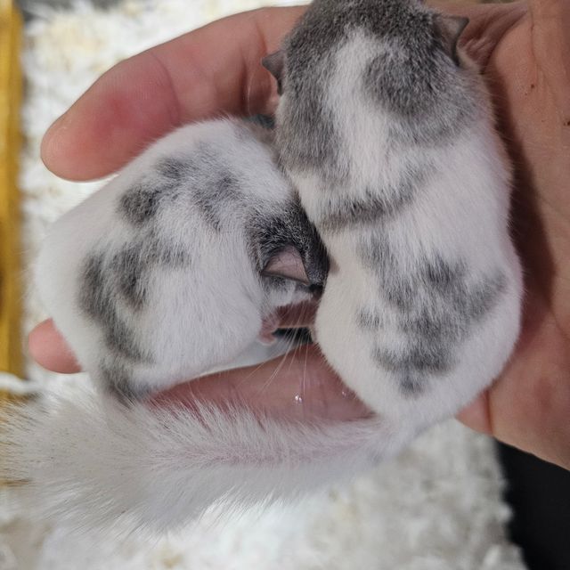 달마시안