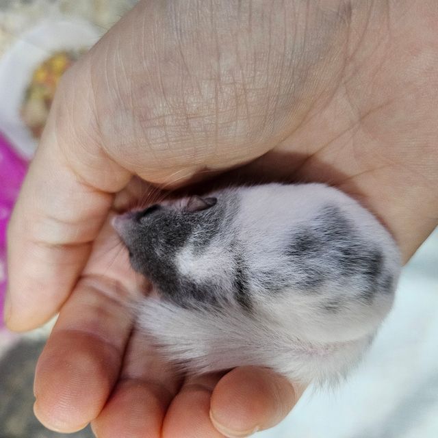 달마시안