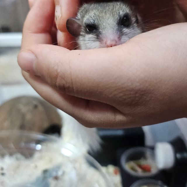 파이드