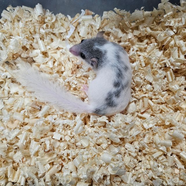 달마시안