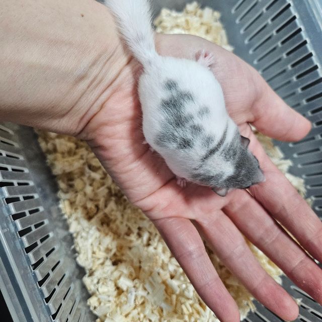 달마시안
