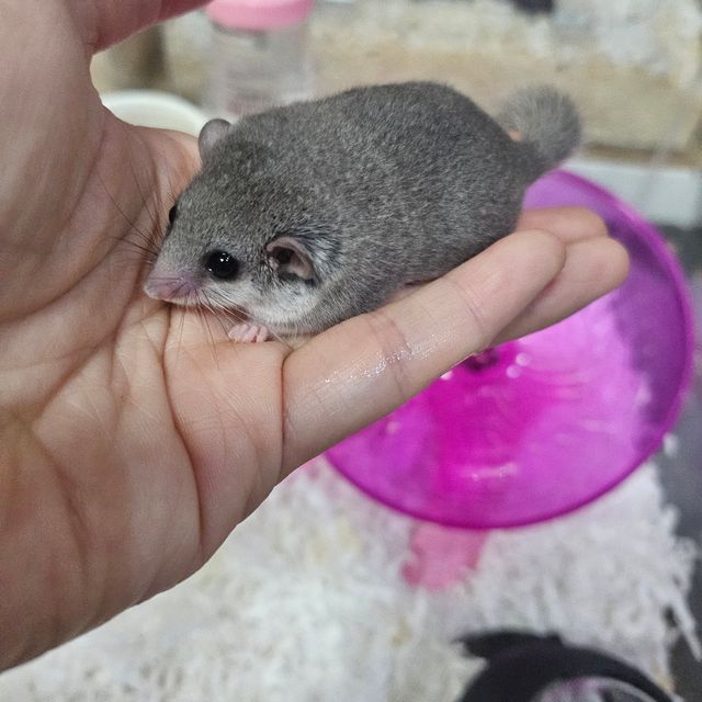 노말