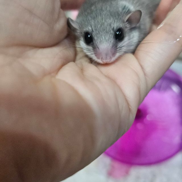 노말