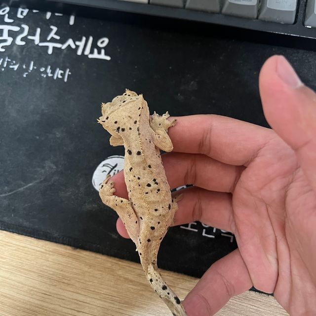 슈퍼달마시안