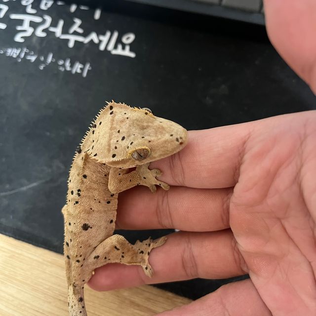 슈퍼달마시안