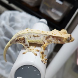 노멀 릴리화이트