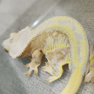 릴리화이트 옐로우