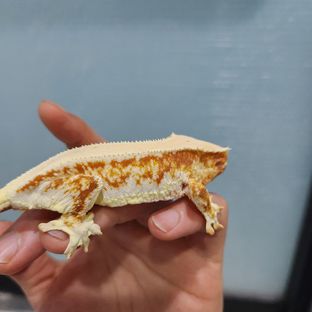 릴리화이트 레드
