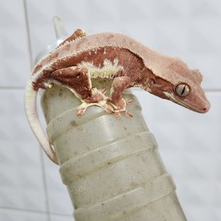 레드 팬텀 릴리화이트