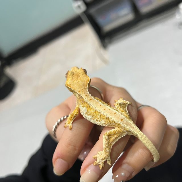 릴리화이트 트라이