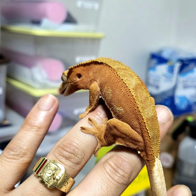 노멀 레드