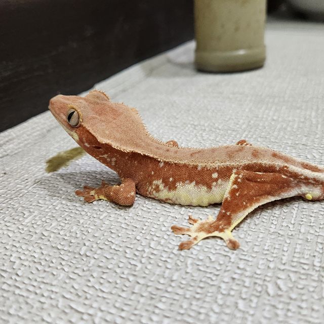 레드 팬텀 릴리화이트