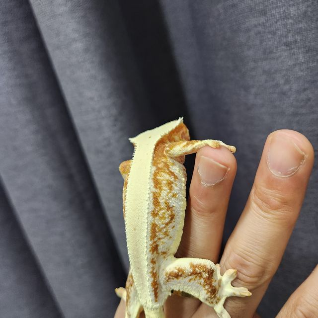 릴리화이트 레드