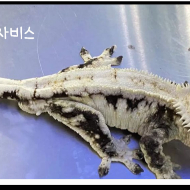 노멀 젠젝스