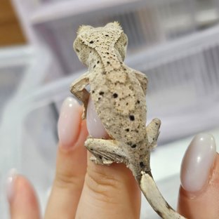 슈퍼달마시안 달마시안 화이트