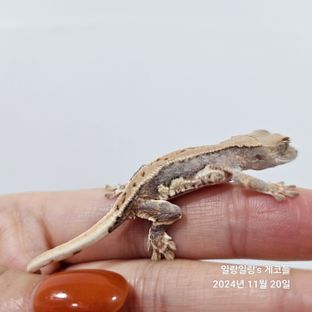 릴리화이트