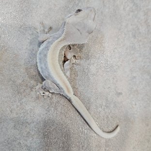 동배