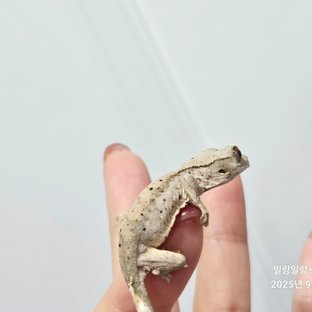 동배