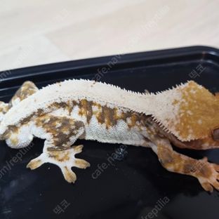 꽃님이