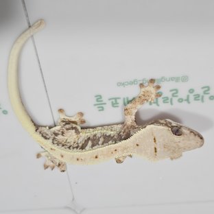 동배
