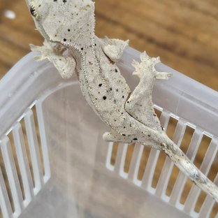 슈퍼달마시안 달마시안