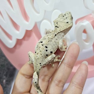 동배