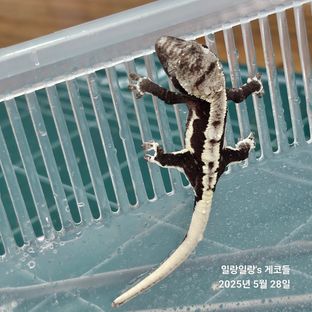 릴잔틱 아잔틱