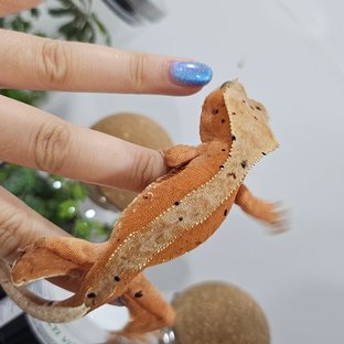 달마시안 레드 슈퍼달마시안