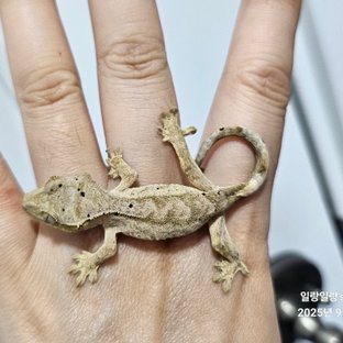 슈퍼달마시안