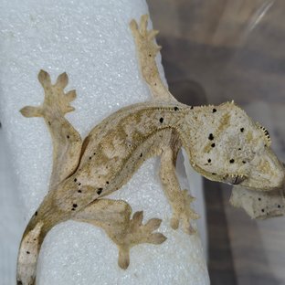 슈퍼달마시안 달마시안