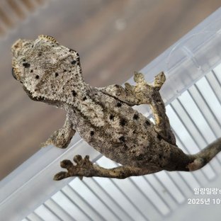 슈퍼달마시안 달마시안