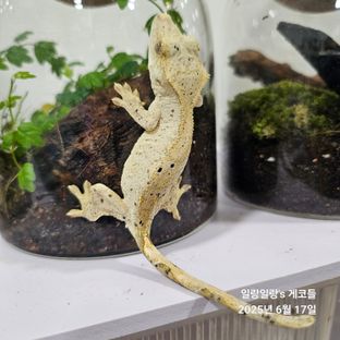슈퍼달마시안 달마시안