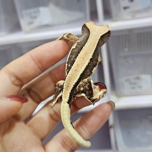 릴리100%헷아잔틱