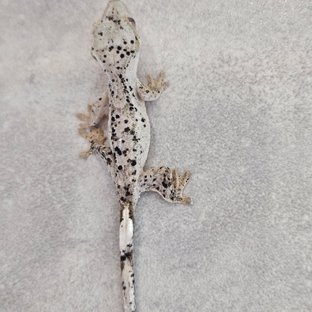 슈퍼달마시안 화이트