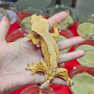 크림시클 옐로우