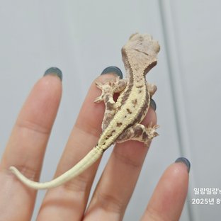 프라푸치노 텐저린