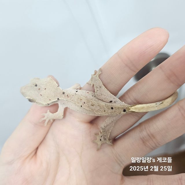 슈퍼달마시안 달마시안