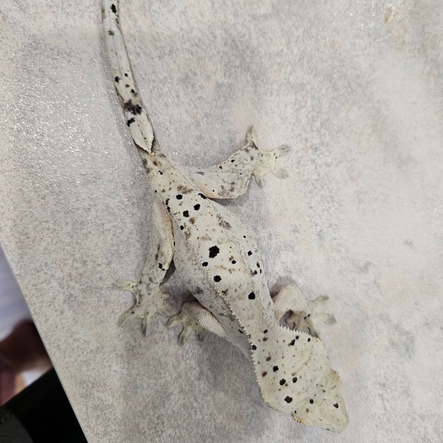 슈퍼달마시안 달마시안 화이트