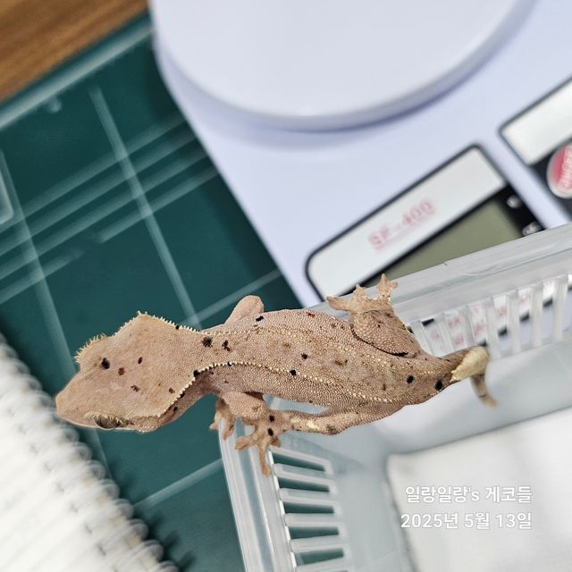 슈퍼달마시안 달마시안