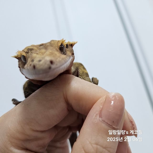 달마시안 슈퍼달마시안