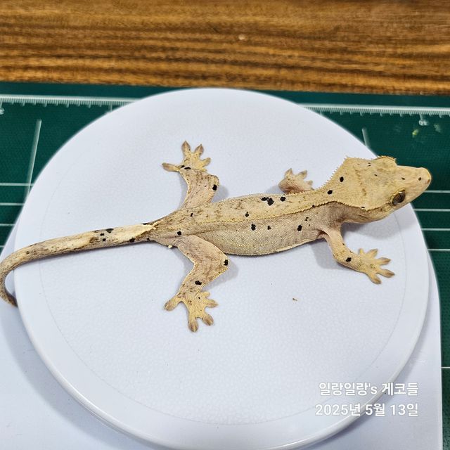 슈퍼달마시안 달마시안