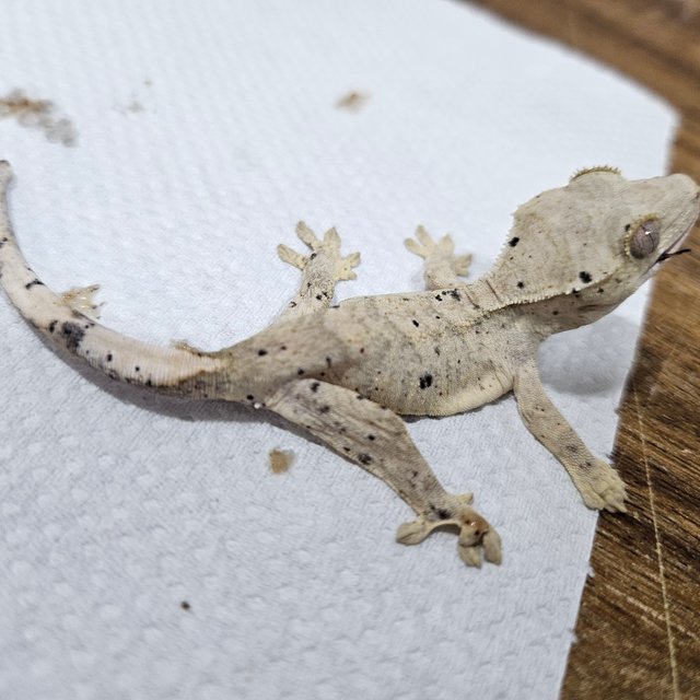 슈퍼달마시안 달마시안