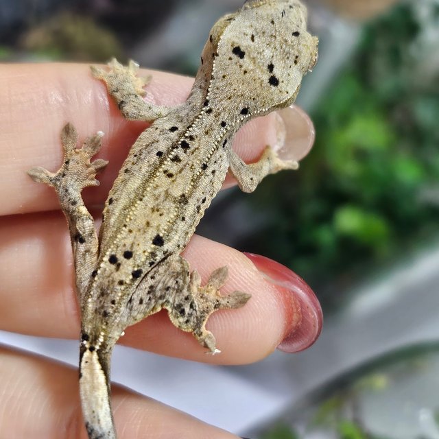 슈퍼달마시안 달마시안 화이트 옐로우