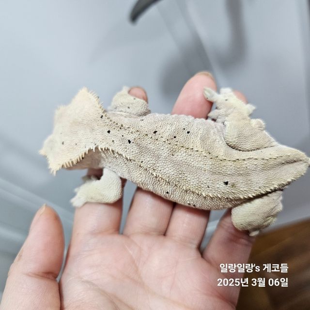 벅스킨