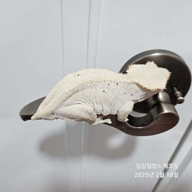벅스킨